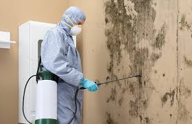 Why You Should Choose Our Mold Remediation Services in Tiffin, OH